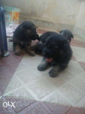 Good quality German Shepard puppy's available for