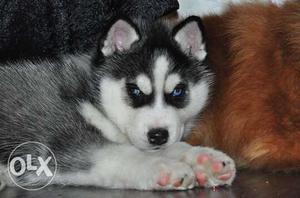 Good quality Siberian husky puppies for sell