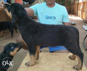 Good quality and healthy Rottweiler female puppies