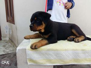 Good quality three months old rottweiler female