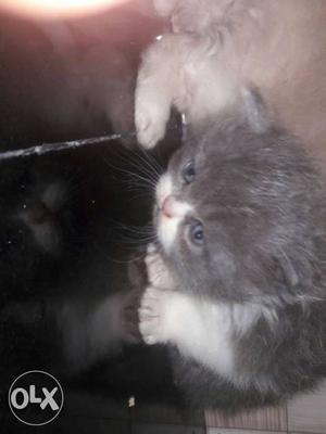 Gray And White Furry Kitten