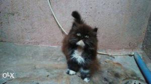 Gray Persian Kitten