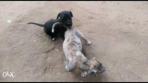 Great Dane female puppies for sale Price is