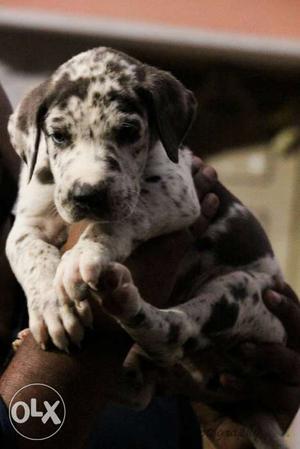 Great dane marlin male puppies for sale