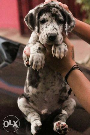 Great dane marlin male puppies for sale with out