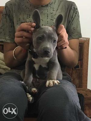 Grey American Bully male Puppy 2months