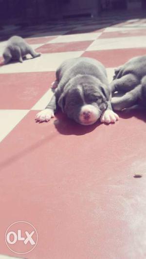 Grey And White Short Coated Puppy