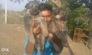 Gsd 30 days papis for sell,male , female