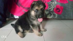 Gsd Male Puppys For Sell.. Active Puppies...25
