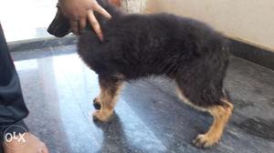 Gsk male puppy for sale