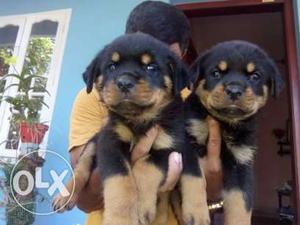 HEAVY ROTTWEILER PUPPIES FOR SALE kci certified
