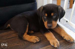 HUMANITY BKENNEL;- rottweiler very guud physics puppy only