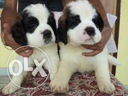 HUMANITY KENNEL;-extra oridary saint bernard pupps now sell