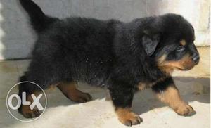 HUMANITY KENNEL;-rottweiler male puppy for sell