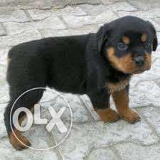 HUMANITY KENNEL;-rottweiler puppps its beautiful two colour