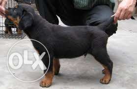 HUMANITY KENNEL;-rottweiler puppy i am sell in ur city