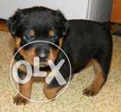 HUMANITY KENNEL;-rottweiler puppy i very very love this