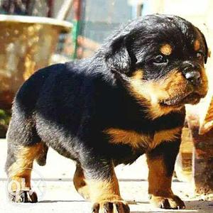 HUMANITY KENNEL;-rottweiler puppy is very cuty pie typ puppy