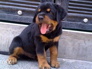 HUMANITY KENNEL;- rottweiler puppy physically is very strong
