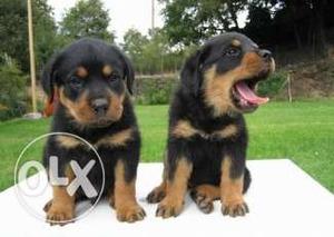 HUMANITY KENNEL;-rottweiler pure breed and lovely quality
