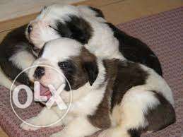 HUMANITY KENNEL;-saint bernard perfact quality puppy