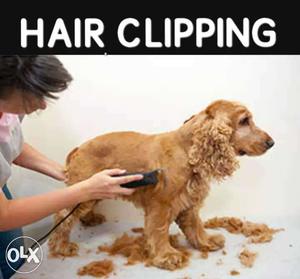 Hair Clipping service done for all types of dog breeds in