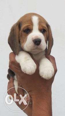 Happy kennel in Beagle puppy Very Good quality for sell