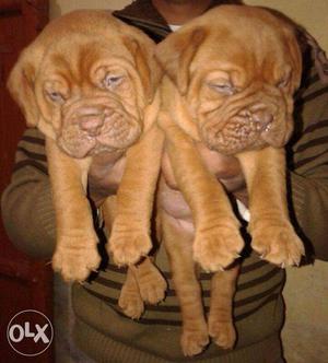 Happy kennel in French mastiff puppies super Good quality