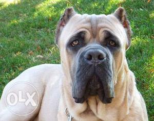 Happy kennel in very Top Best Cane Corso puppy super Gud