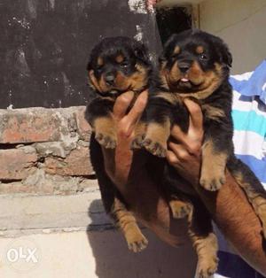 Healthy Rottweiler pups good quality contact no show in add