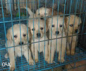 Healthy golden retriever babies for sell