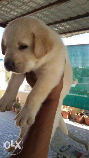 Heavy Best Offer in Mr. Dog good Quality Labrador puppies