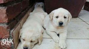 Heavy Labrador puppies available