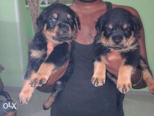 Heavy Size Rottweiler Puppies For Sale