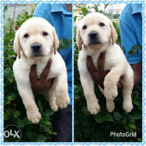 Heavy bone Labrador, golden retriever, geaman