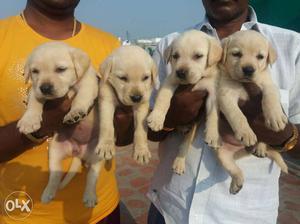 Heavy size Apple head Labrador puppies avaliable cell
