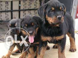 Heavy size Rottweiler puppies for sale male and