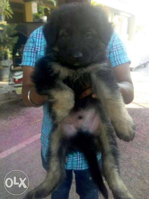 Heavy size german pups for sale