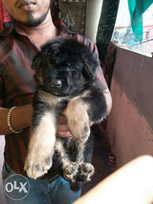 Heavy size german shepherd pups available for