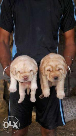 Heavy wrinkle Labrador puppies available