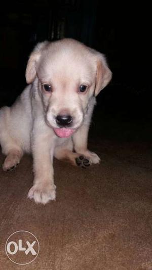 Here z a pure breed white male cute labrador puppy...at
