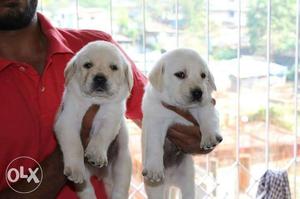 High Quality Heavy Lab Puppies