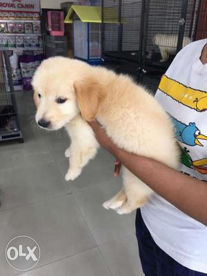 High quality golden retriever breed female