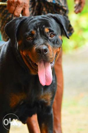 High quality rott with paper.