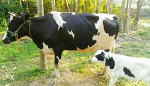 Holstein Friesian Cattle With Calf