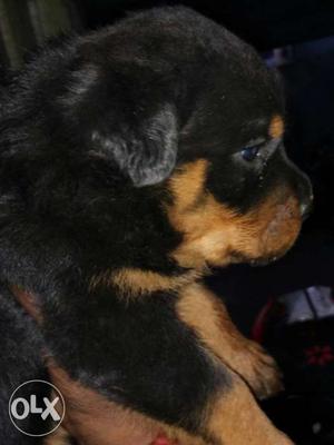 Homebreed rottweiler male puppies of champion