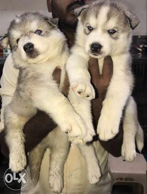 Husky puppies with kci certificate dark blue eyes available