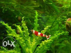 I Want crystal Shrimp. If any one have plz msg me