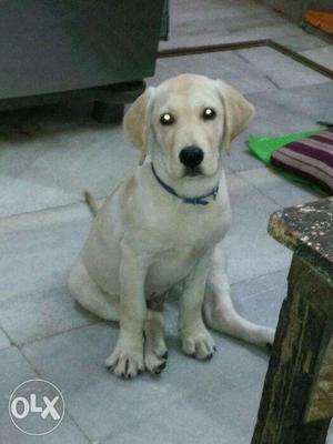 I Want to sell my Labradog Pure Breed Healthy dog