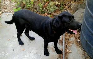 I want to sale my Black male Labrador